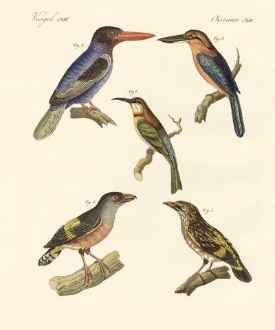Bellissimi uccelli esotici da German School
